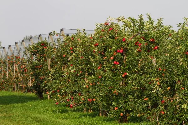 Apple plantage — Stockfoto