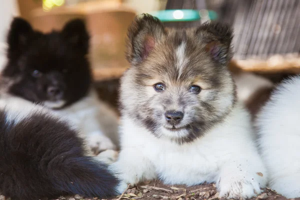 Cute Elo puppy siblings — Stock Photo, Image