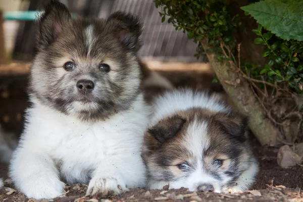 Lindos cachorros Elo tumbados bajo un árbol — Foto de Stock