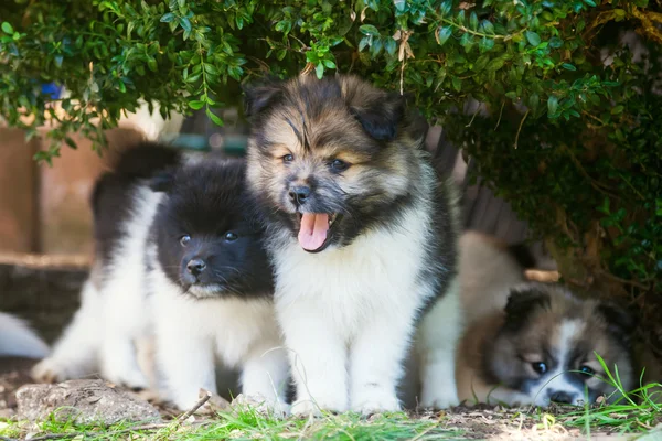 Cute Elo siblings sitting under a tree — Stock Photo, Image