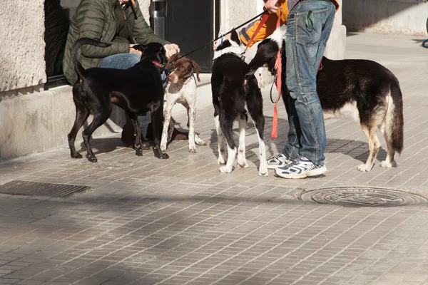 Dog meeting in the city — Stock Photo, Image