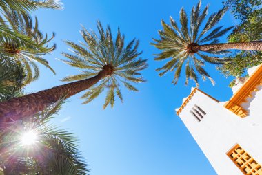 Palm Bahçe El Palmeral Elche, İspanya