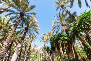 Palm Bahçe El Palmeral Elche, İspanya