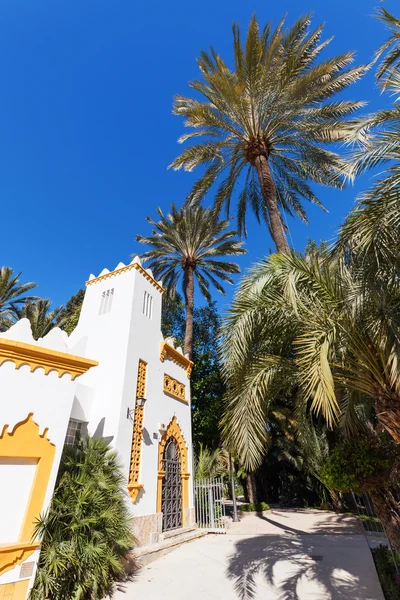 Palm garden El Palmeral in Elche, Spain — Stock Photo, Image