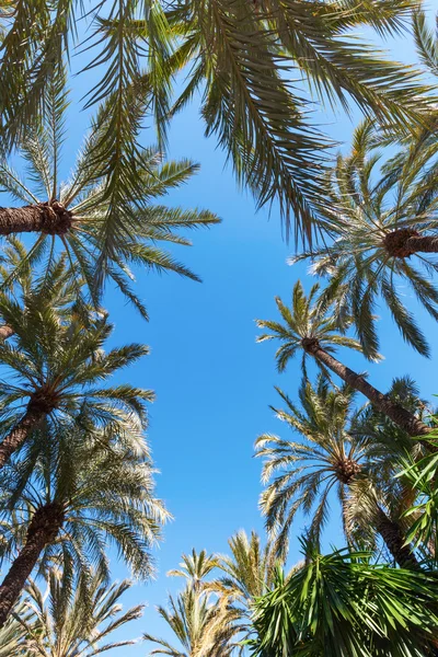 Palm garden El Palmeral a Elche, Spagna — Foto Stock