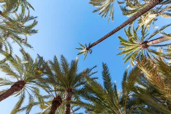 Palm garden El Palmeral a Elche, Spagna — Foto Stock