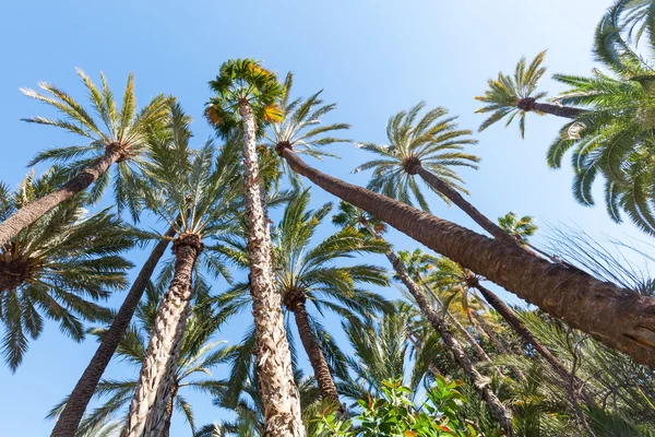 Palm garden El Palmeral a Elche, Spagna — Foto Stock