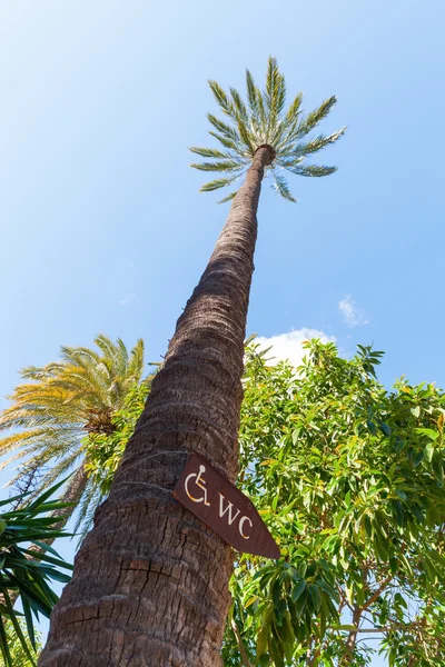 Palm garden El Palmeral in Elche, Spain — Stock Photo, Image