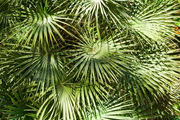 Palm fronds — Stock Photo, Image