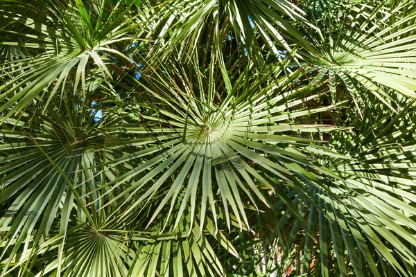 Palm fronds — Stock Photo, Image