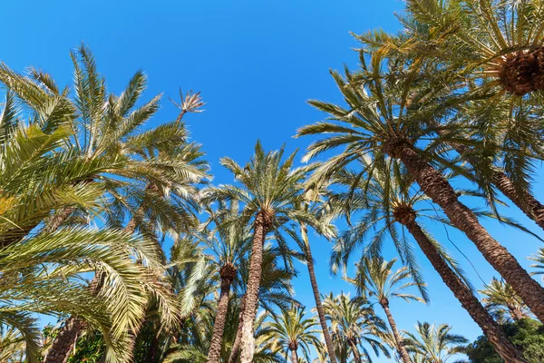 Palm garden El Palmeral a Elche, Spagna — Foto Stock