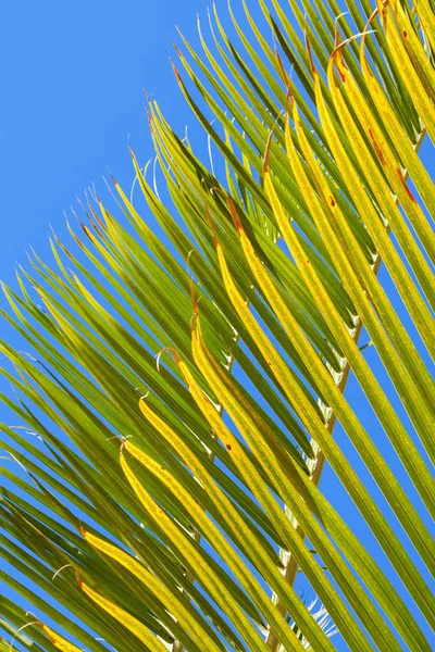 Frontiere di palma — Foto Stock