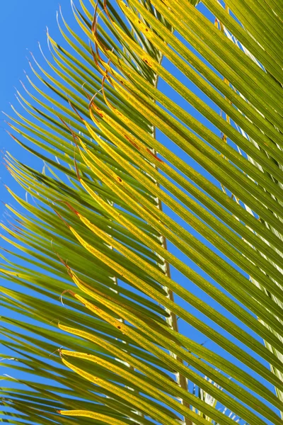 Palm fronds — Stock Photo, Image