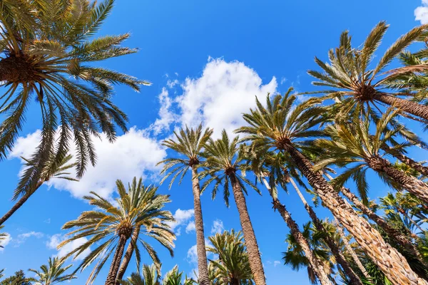 Palm garden El Palmeral a Elche, Spagna — Foto Stock