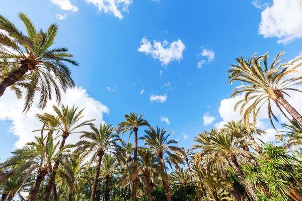 Palm garden El Palmeral in Elche, Spain — Stock Photo, Image