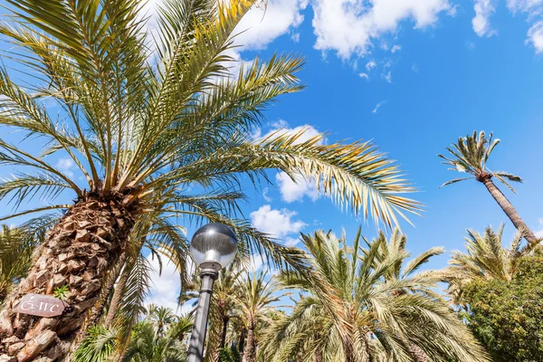 Palm garden El Palmeral in Elche, Spain Royalty Free Stock Images