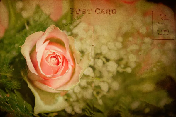 Postal texturizada vintage con rosa rosa —  Fotos de Stock