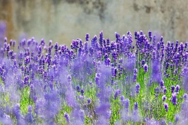 Lavender flowers — Stock Photo, Image