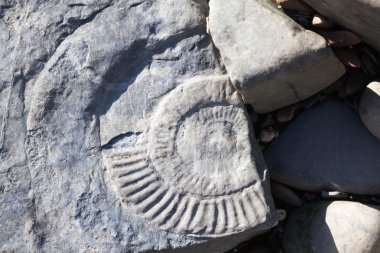 İngiltere'de bir plajda Ammonit