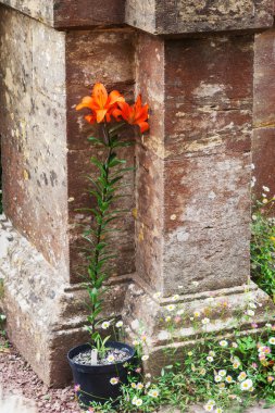 eski bir duvar, turuncu lily