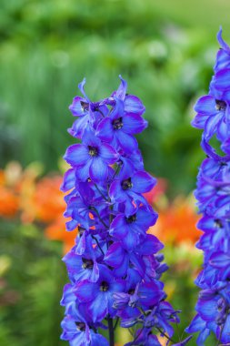 Mavi delphinium çiçekler