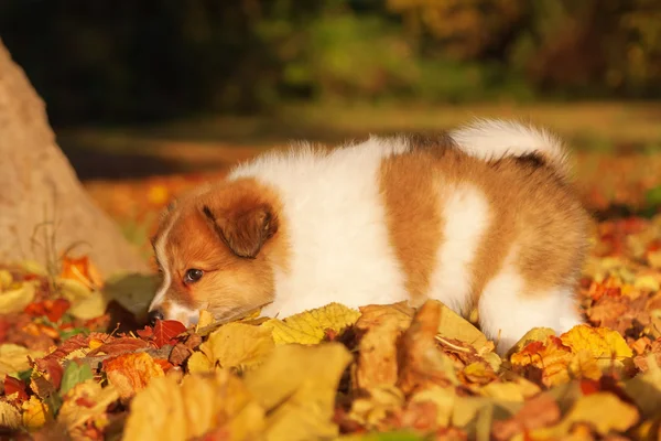 Elo puppy in autumn leaves — Zdjęcie stockowe