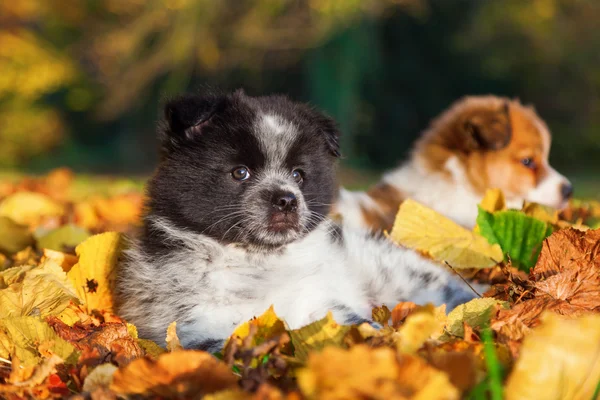 Cute Elo puppy in autumn leaves — Stok fotoğraf