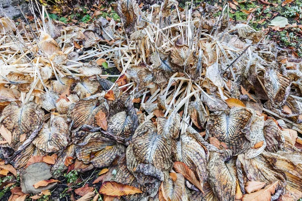 Verdord hosta plant — Stockfoto