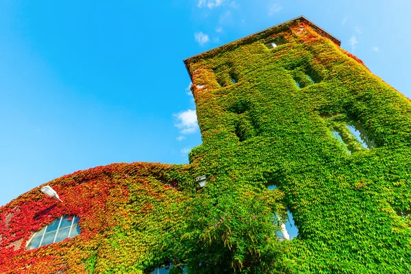 Ivy covered house — Stock Photo, Image