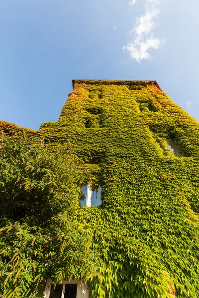 Casa cubierta de hiedra — Foto de Stock