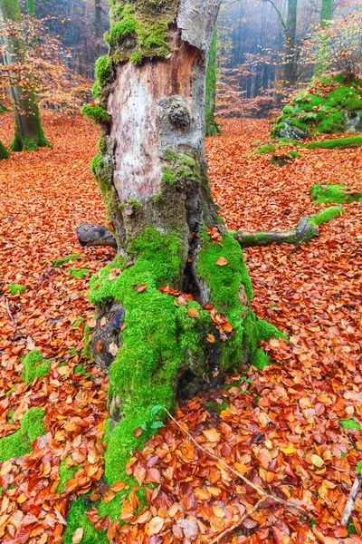 Tree covered with moss in the autumn forest — Stok fotoğraf