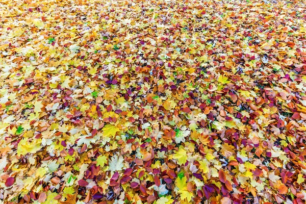 Imagen de fondo de hojas de otoño — Foto de Stock