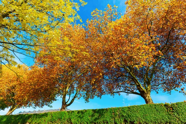 Automne arbres colorés — Photo