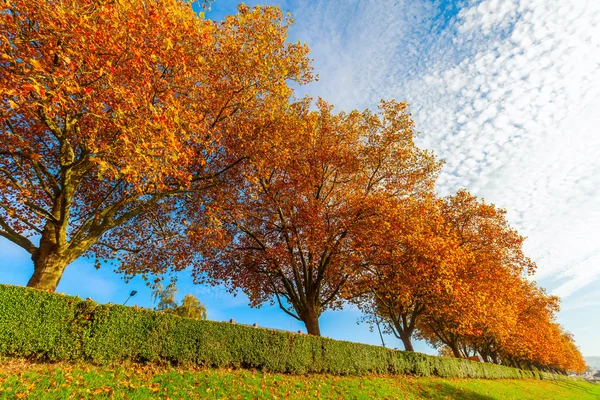 Árboles de color otoño — Foto de Stock