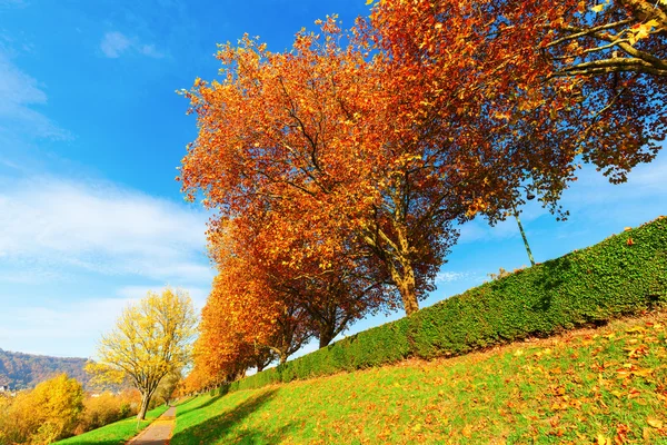 Sonbahar renkli ağaçlar — Stok fotoğraf