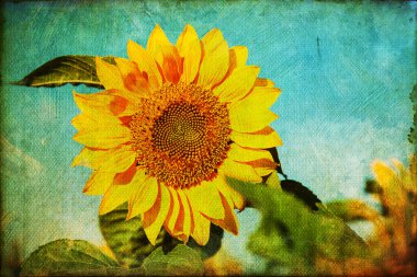 textured picture of sunflowers