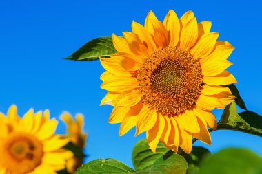 Ayçiçeği ayçiçeği bir alanda