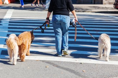 kadın yürüyen üç köpek