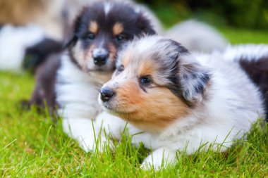 şirin Collie yavrusu çim