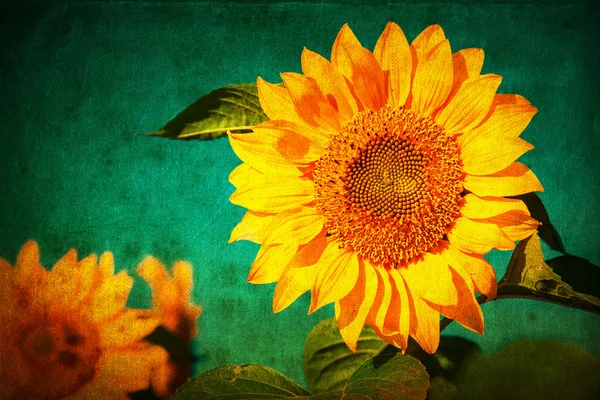 Textured picture of sunflowers — Stock Photo, Image