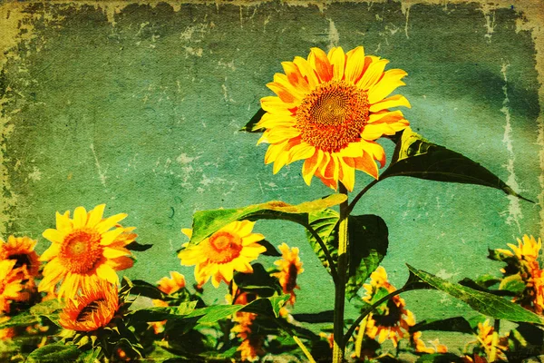 Grunge textured picture of sunflowers — Stock Photo, Image