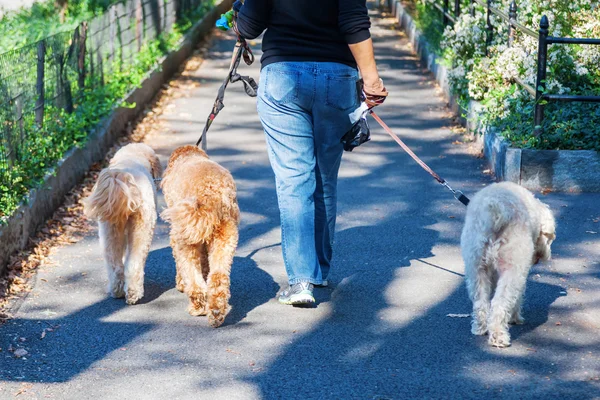 Женщина выгуливает трех собак — стоковое фото