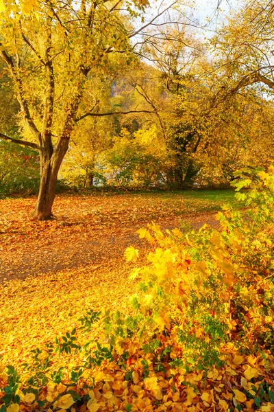 Autumn colored park — Stock Photo, Image