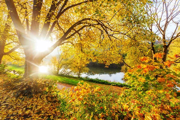 Autumn trees at the Moselle in Trier, Germany — Stock Photo, Image