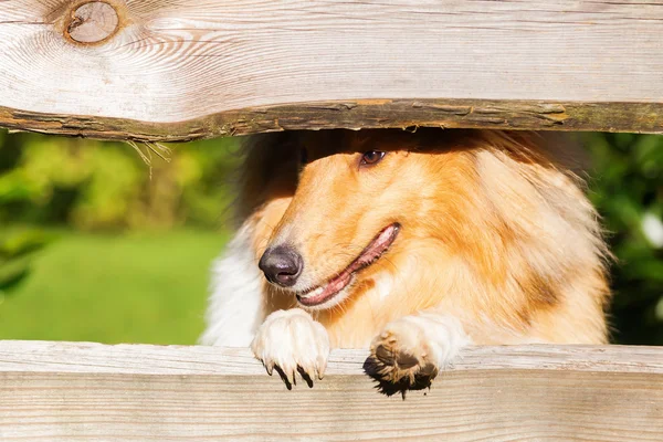 Collie chien regardant à travers une clôture — Photo