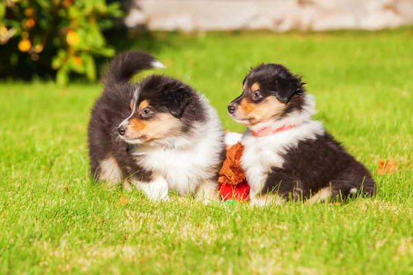 Dwa szczenięta Collie — Zdjęcie stockowe