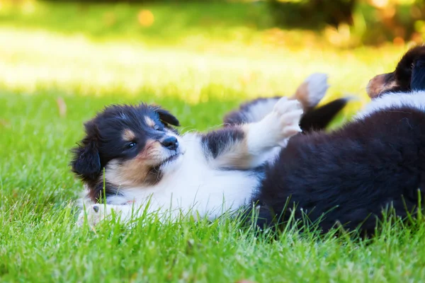Roztomilé štěně kolie hraje na louce — Stock fotografie