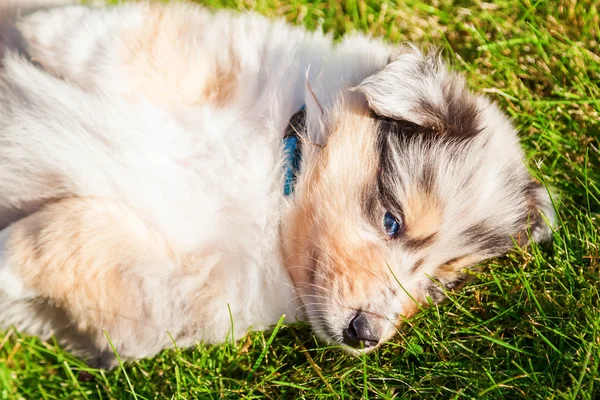 Carino cucciolo Collie — Foto Stock