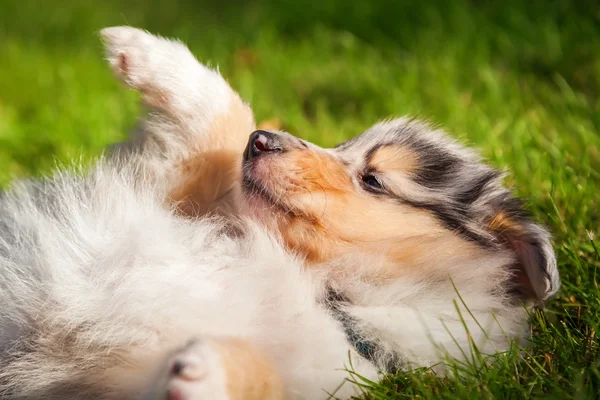 Cute Collie puppy — Stock Photo, Image