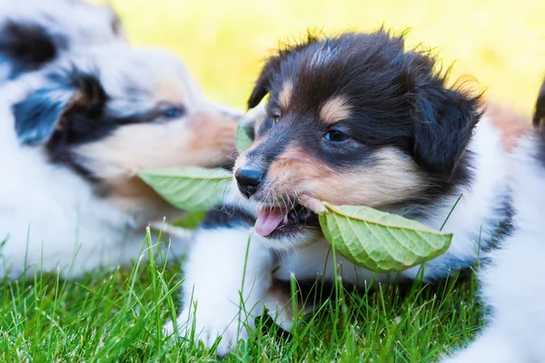 Süßer Collie-Welpe — Stockfoto